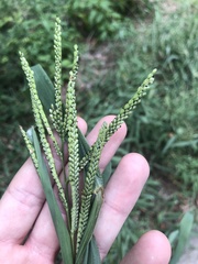 Paspalum pubiflorum glabrum