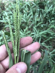 Paspalum pubiflorum glabrum
