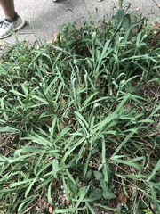 Paspalum pubiflorum glabrum