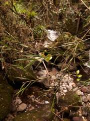 Epidendrum angustissimum