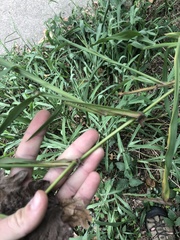Paspalum pubiflorum glabrum