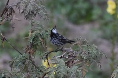 Anairetes reguloides