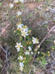 Asterolasia asteriscophora albiflora
