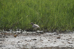 Burhinus vermiculatus
