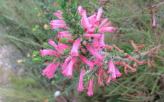 Erica curviflora curviflora