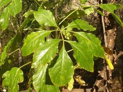 Heteromorpha arborescens abyssinica