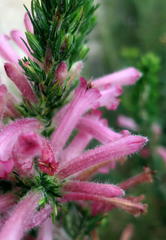 Erica curviflora curviflora