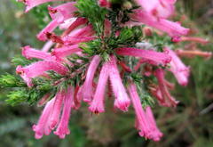Erica curviflora curviflora