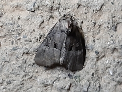 Mesoligia literosa