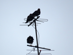Parabuteo unicinctus