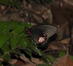 Parides sesostris