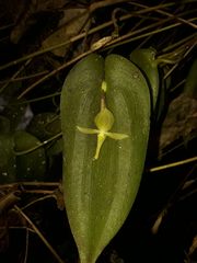 Pleurothallis apopsis