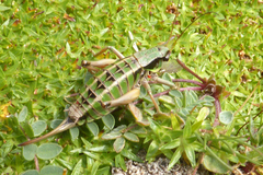 Anonconotus pusillus