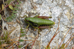 Epipodisma pedemontana