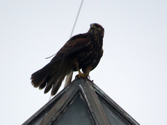 Parabuteo unicinctus