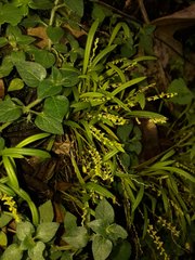 Stelis pusilla