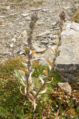 Artemisia genipi