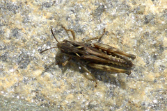 Stenobothrus ursulae