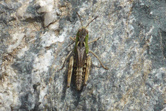 Stenobothrus ursulae