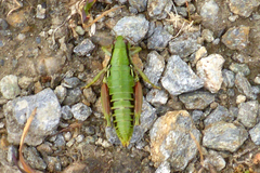 Epipodisma pedemontana