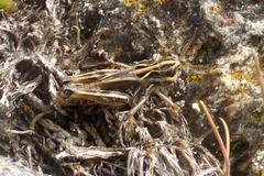 Stenobothrus ursulae