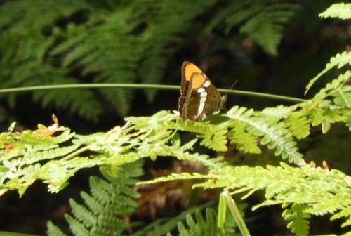 iNaturalist observation photo of California Sister
