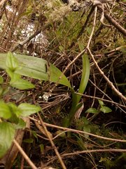 Cyrtochilum pardinum