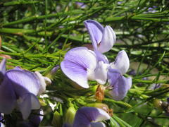 Psoralea filifolia