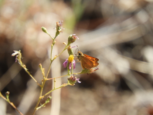 iNaturalist observation photo of Woodland Skipper