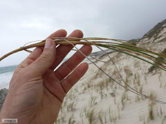 Thinopyrum distichum