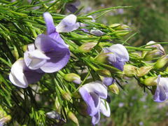 Psoralea filifolia