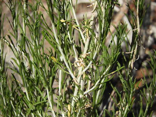 iNaturalist observation photo of Rubber Rabbitbrush
