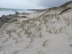 Thinopyrum distichum
