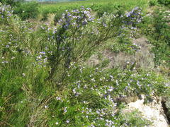Psoralea filifolia