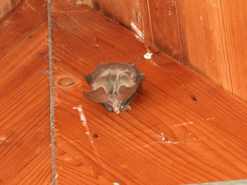 Grey Long-eared Bat, Dorset, England, GB, photo 10 of 10