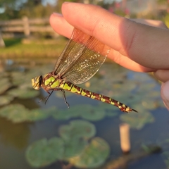 Aeshna cyanea