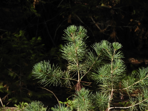 iNaturalist observation photo of pines