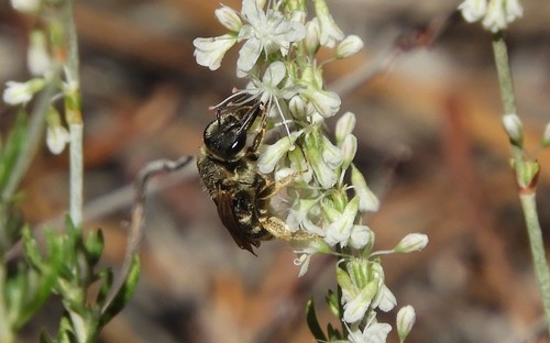 iNaturalist observation photo of Wide-striped Sweat Bee