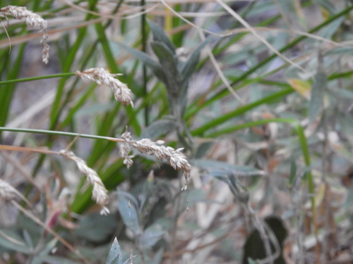 iNaturalist observation photo of Poeae