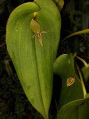 Pleurothallis lilijae