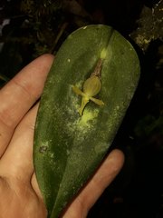 Pleurothallis apopsis