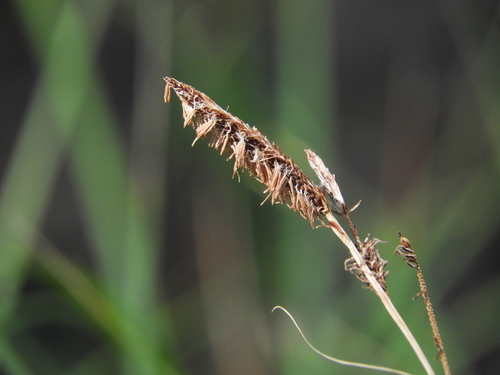 iNaturalist observation photo of Schott's sedge