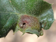 Callirhytis perfoveata