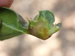 Callirhytis perfoveata