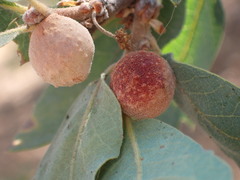 Disholcaspis simulata