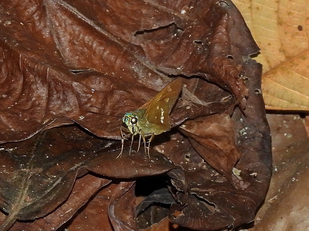 Niconiades nabona