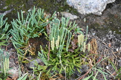 Diphasiastrum alpinum