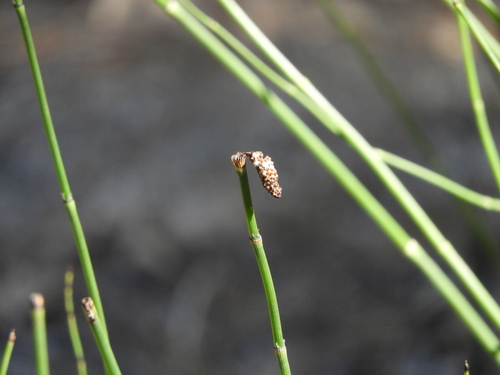 iNaturalist observation photo of horsetails