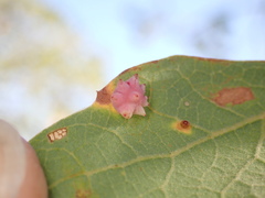 Cynips quercusechinus