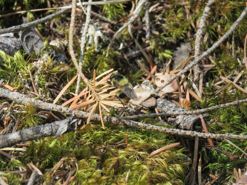Yellow-faced Swiftwing